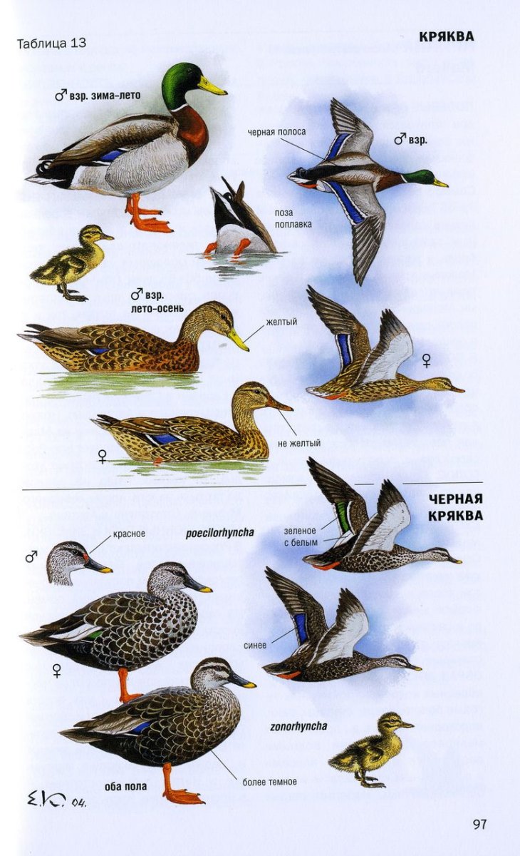 Перелетные водоплавающие птицы России