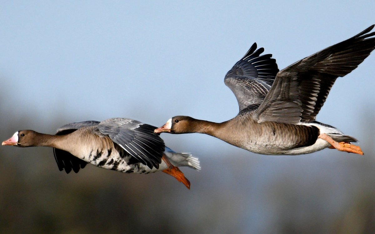 Гусь белолобый в полёте