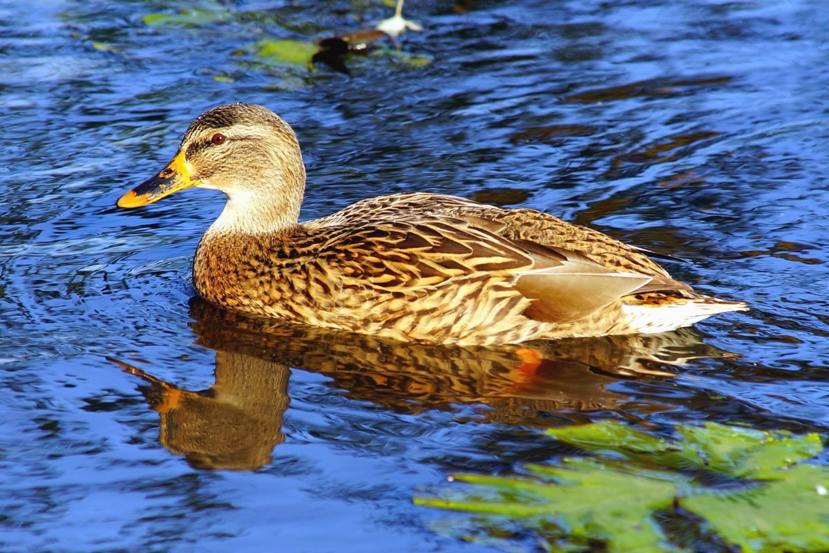 Утка кряква перелётная птица