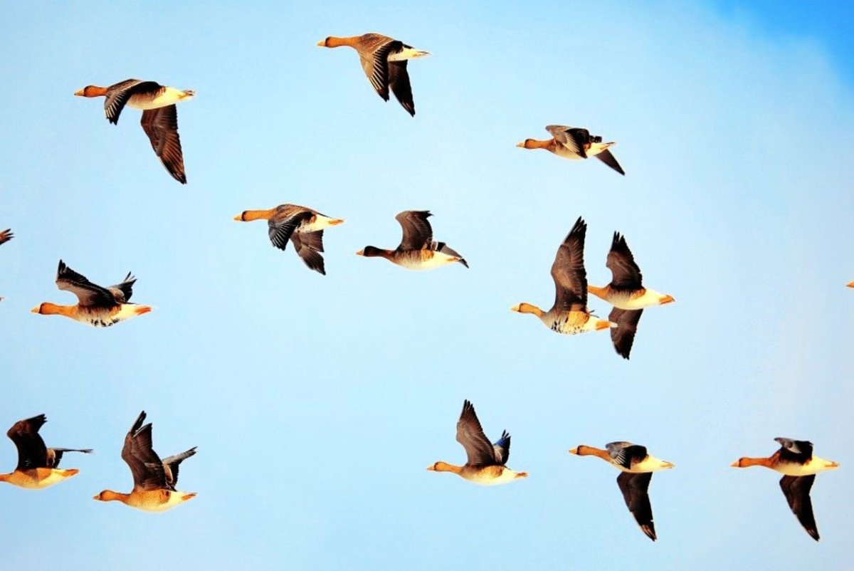 Утки перелетные птицы