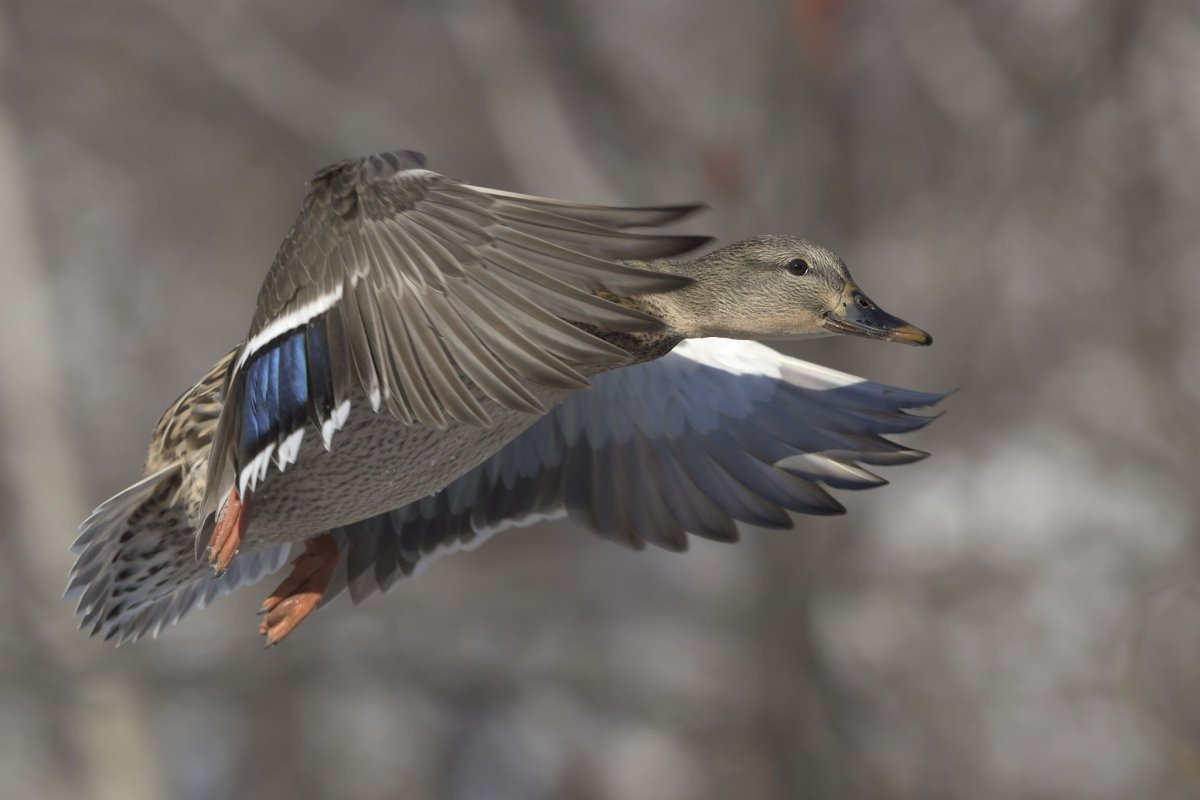 Полет гусеобразных