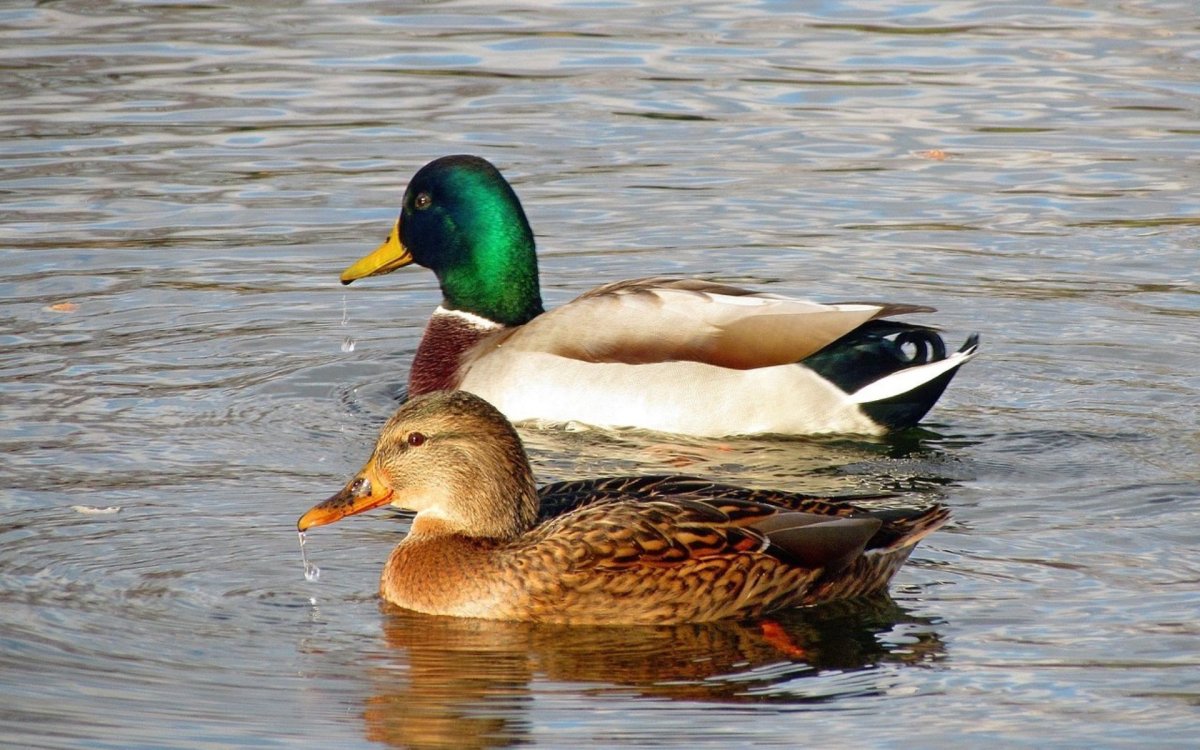 Утка кряква самка