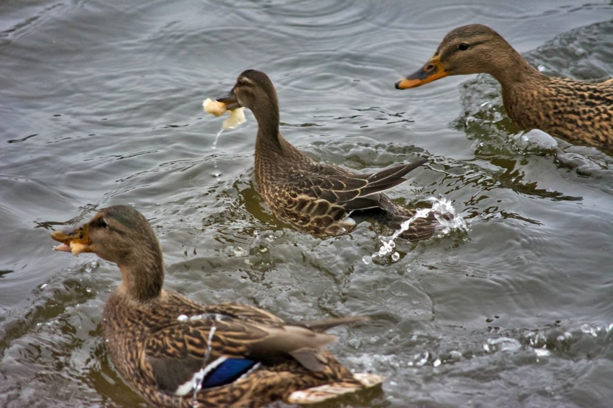Чирок-свистунок с утятами