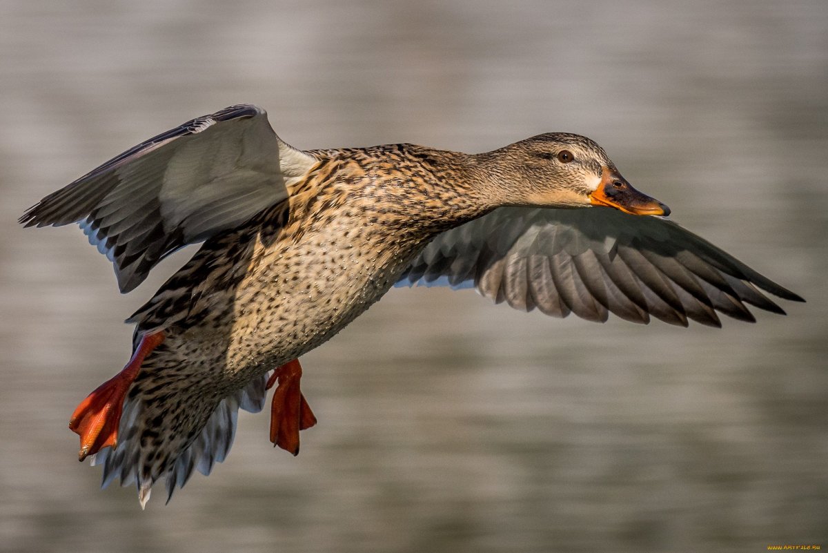 Утка кряква полет
