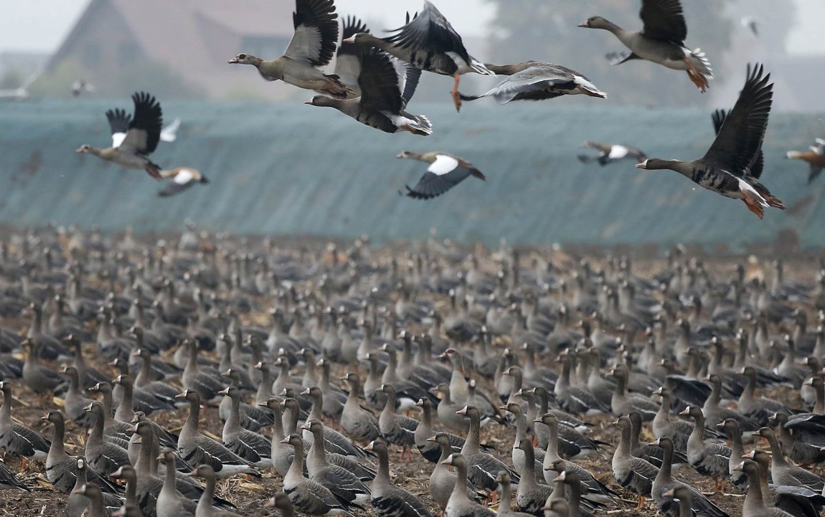 Гусиная стая