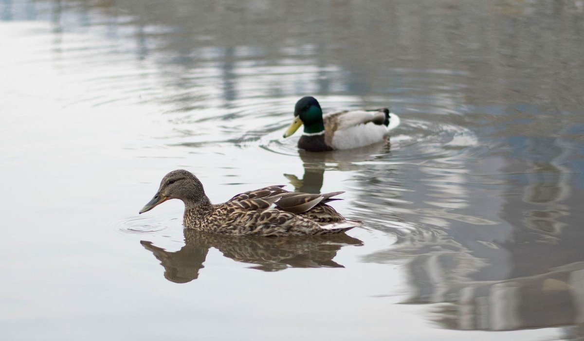 Дикие утки Башкирии