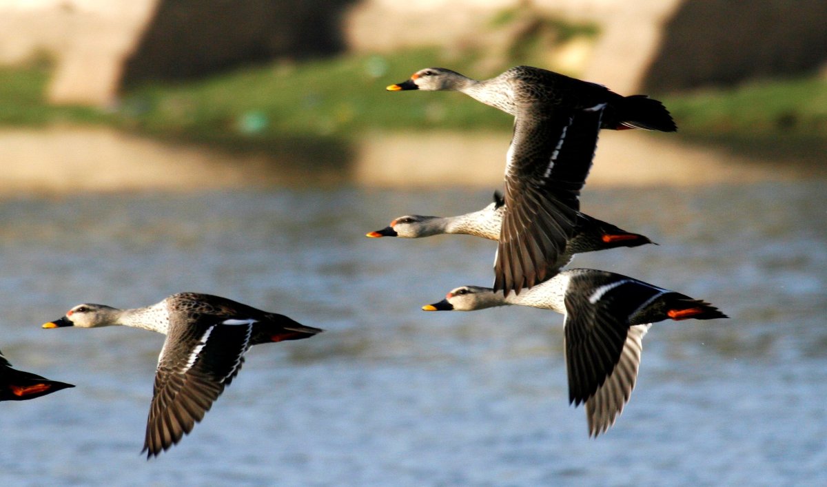 Dark утки обои