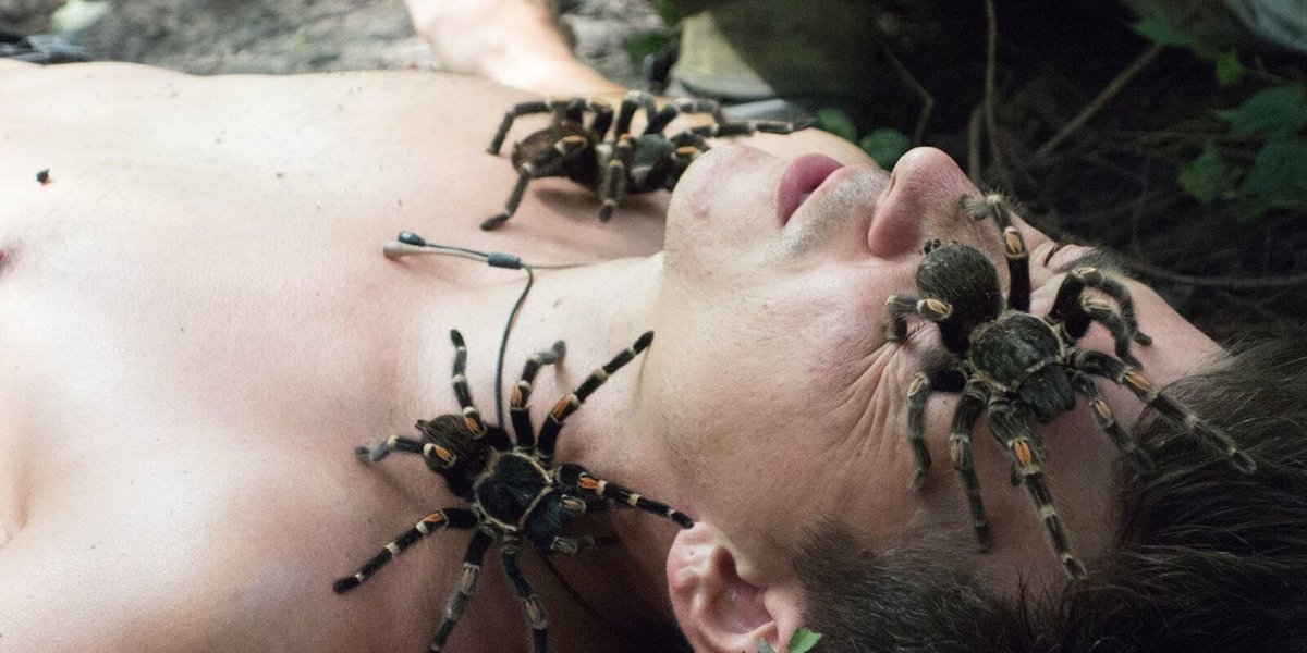 Страшные пауки кусаются