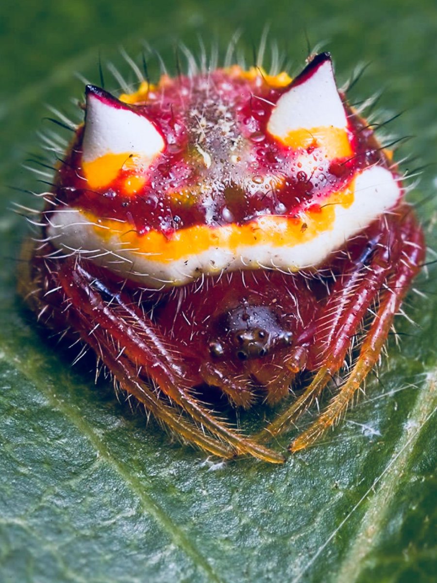 Странные насекомые