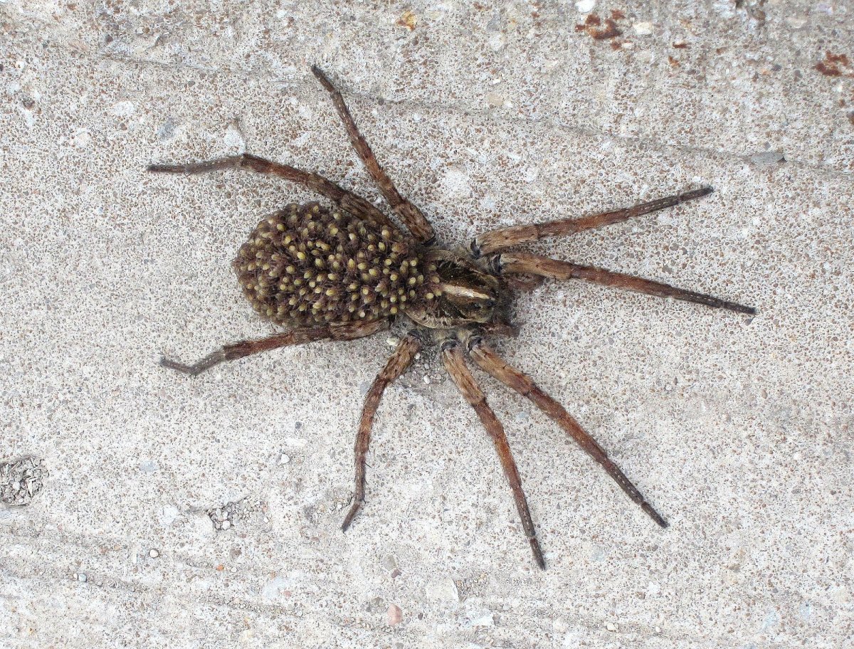 Кадмал индийское насекомое