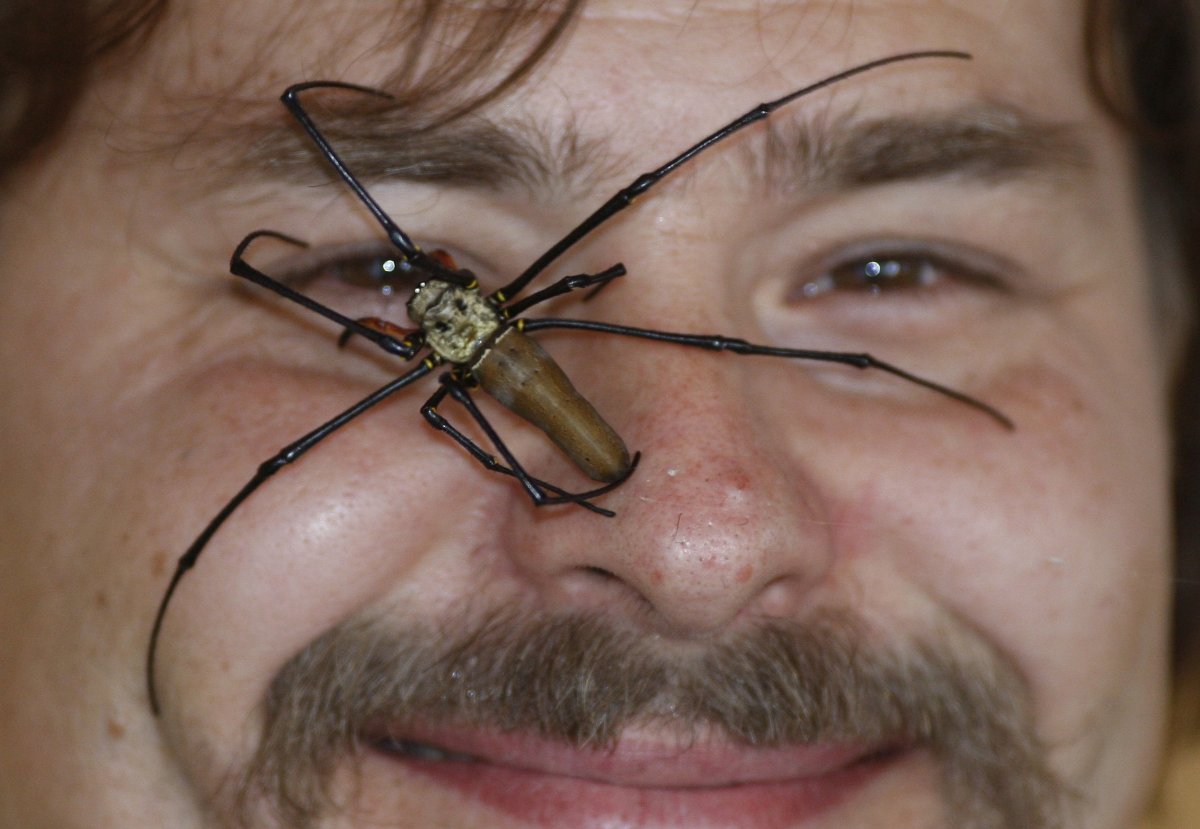 Страшные насекомые Австралии