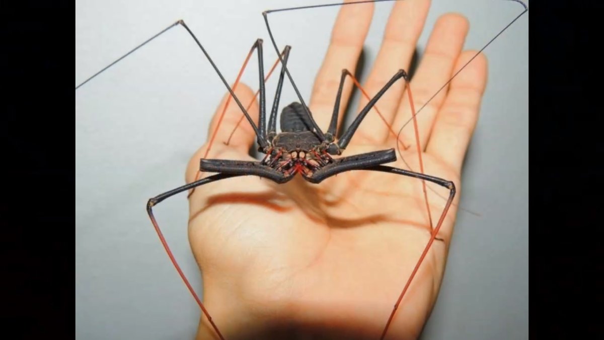 Паук из Гарри Поттера Фрин