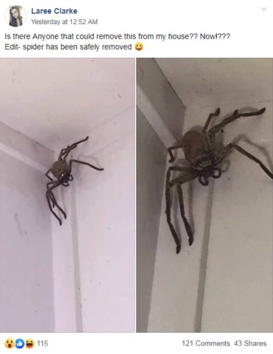 Большие пауки пугающие