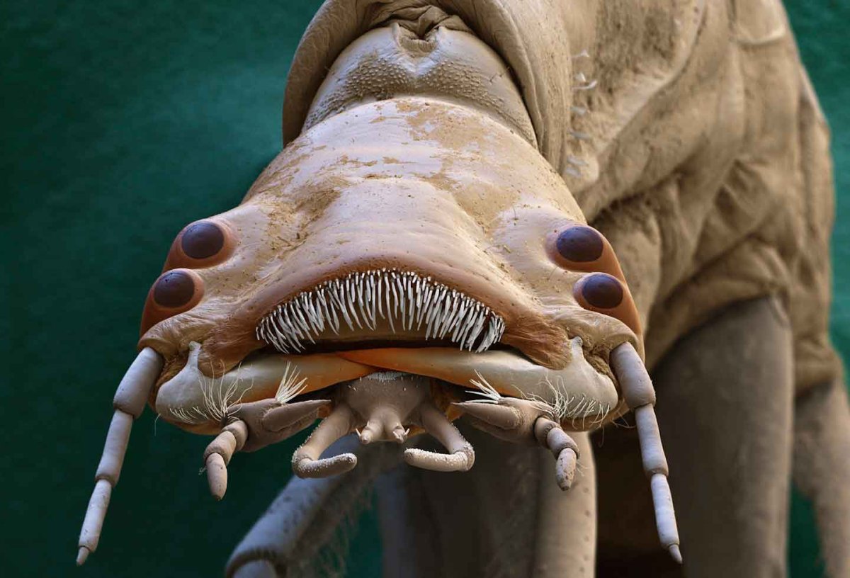 Личинка водного жука под микроскопом фото