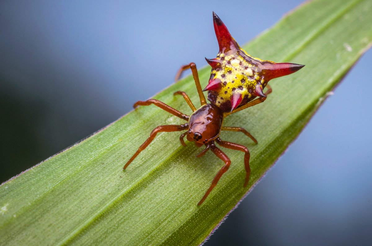 Micrathena cyanospina
