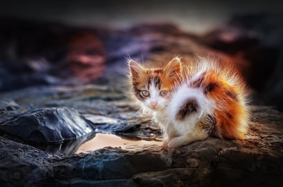 Котятки вы мощь и лучшие