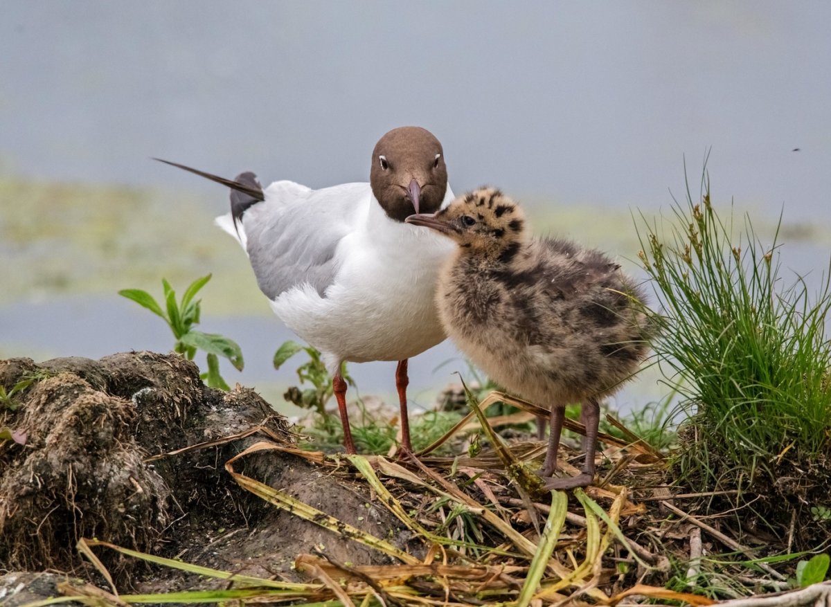 Озерная Чайка птенец