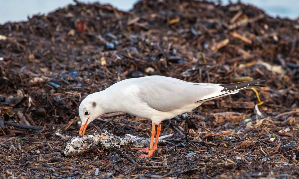 Птенец Чайки подросший