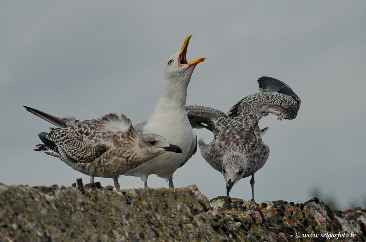 Серебристая Чайка птенец слеток