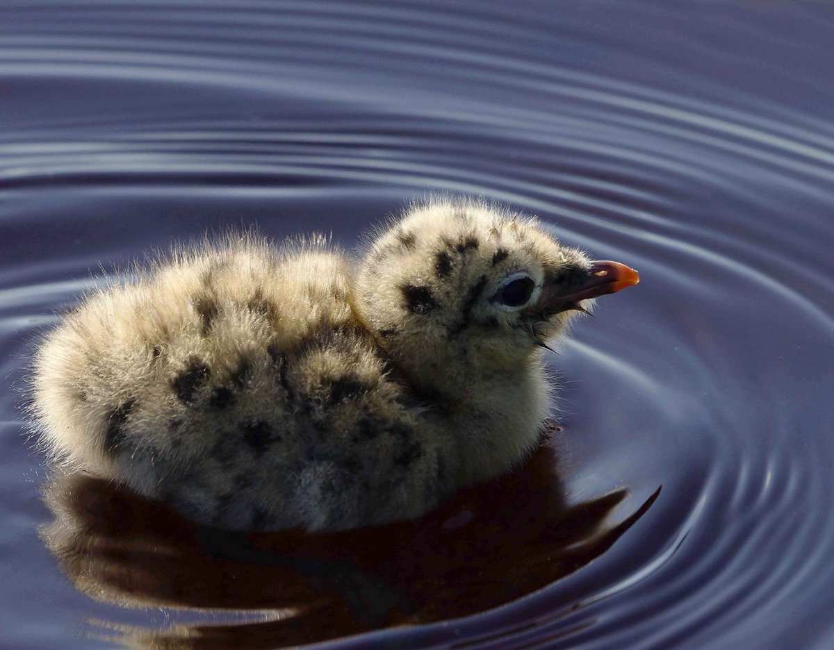 Чабар Чайка