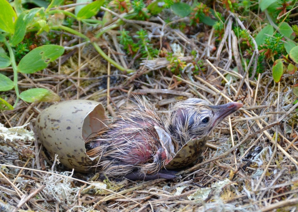 Птенец Чайки вылупление