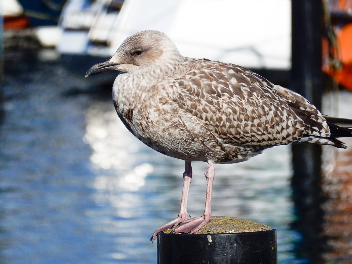 Птенец баклана Чайки