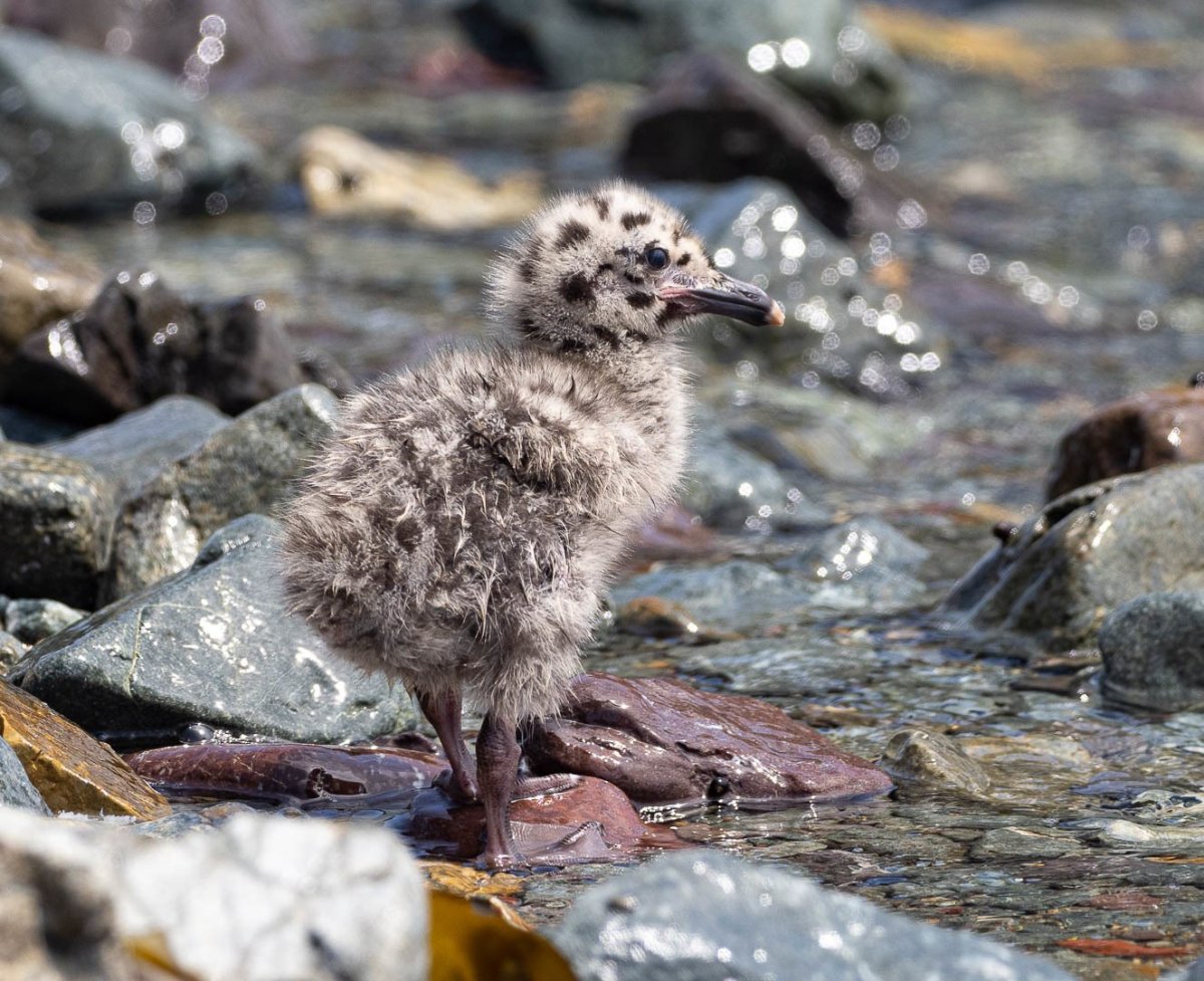 Птенец Чайки этапы