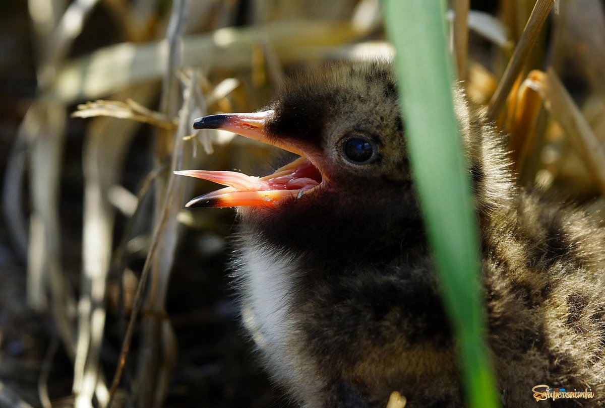 Новорожденные птенцы Чайки