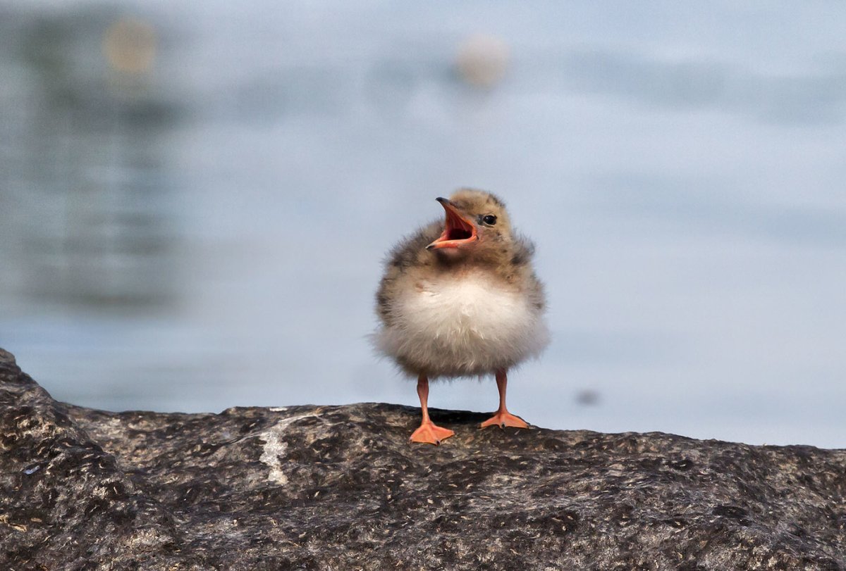 Полярная крачка птенец