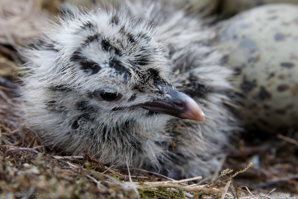 Серебристая Чайка птенец