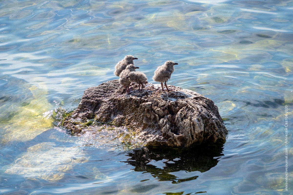 Чайки на Байкале и птенцы