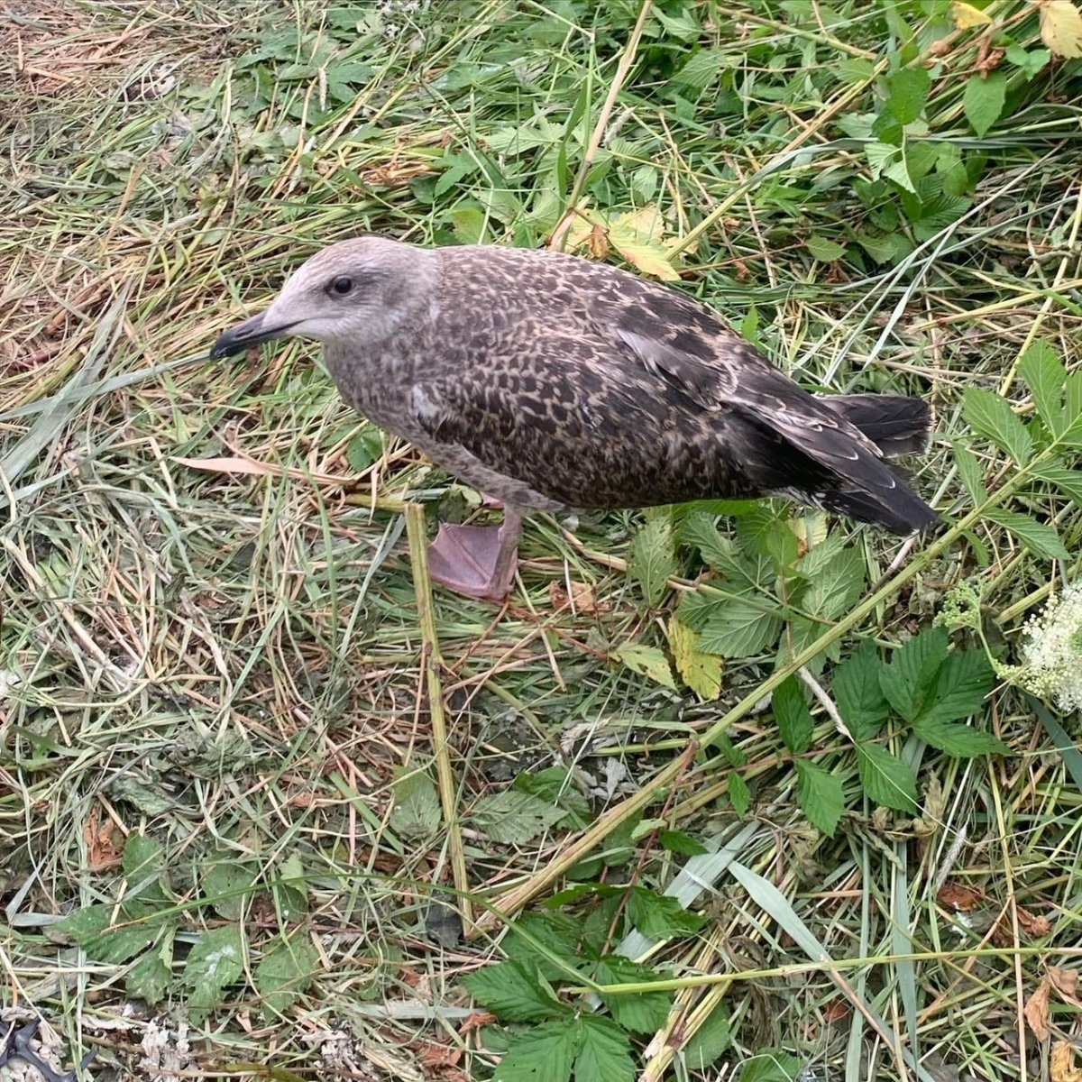 Чайка Баклан птенец