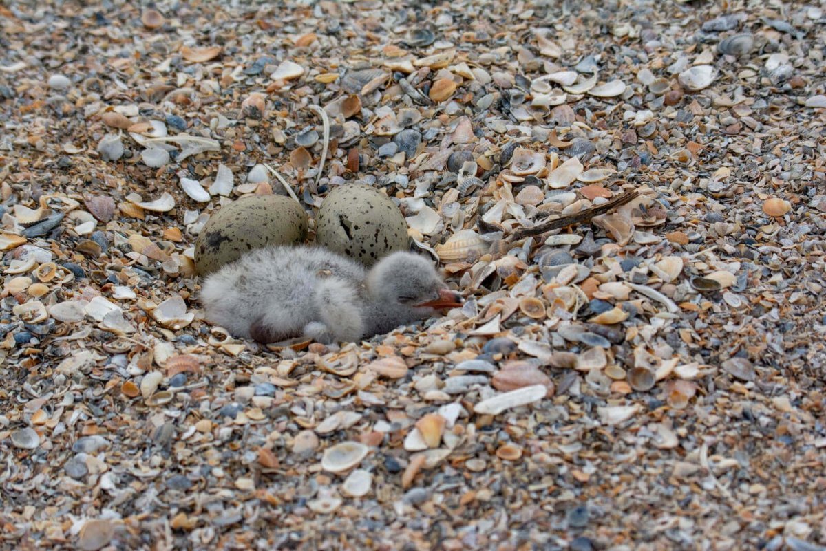 Птенец Чайки на море