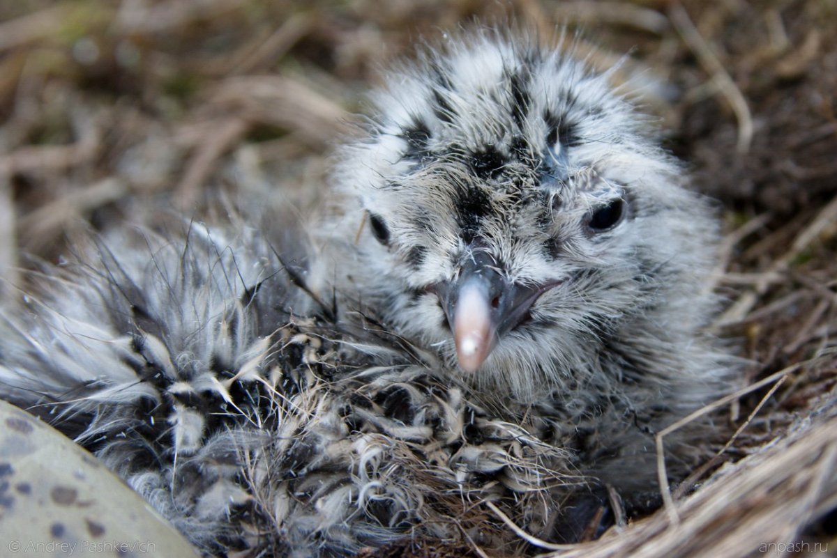 Серая Чайка птенец