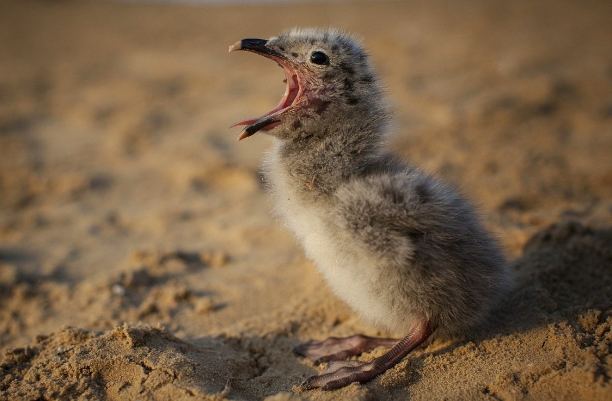 Слеток Озерной Чайки