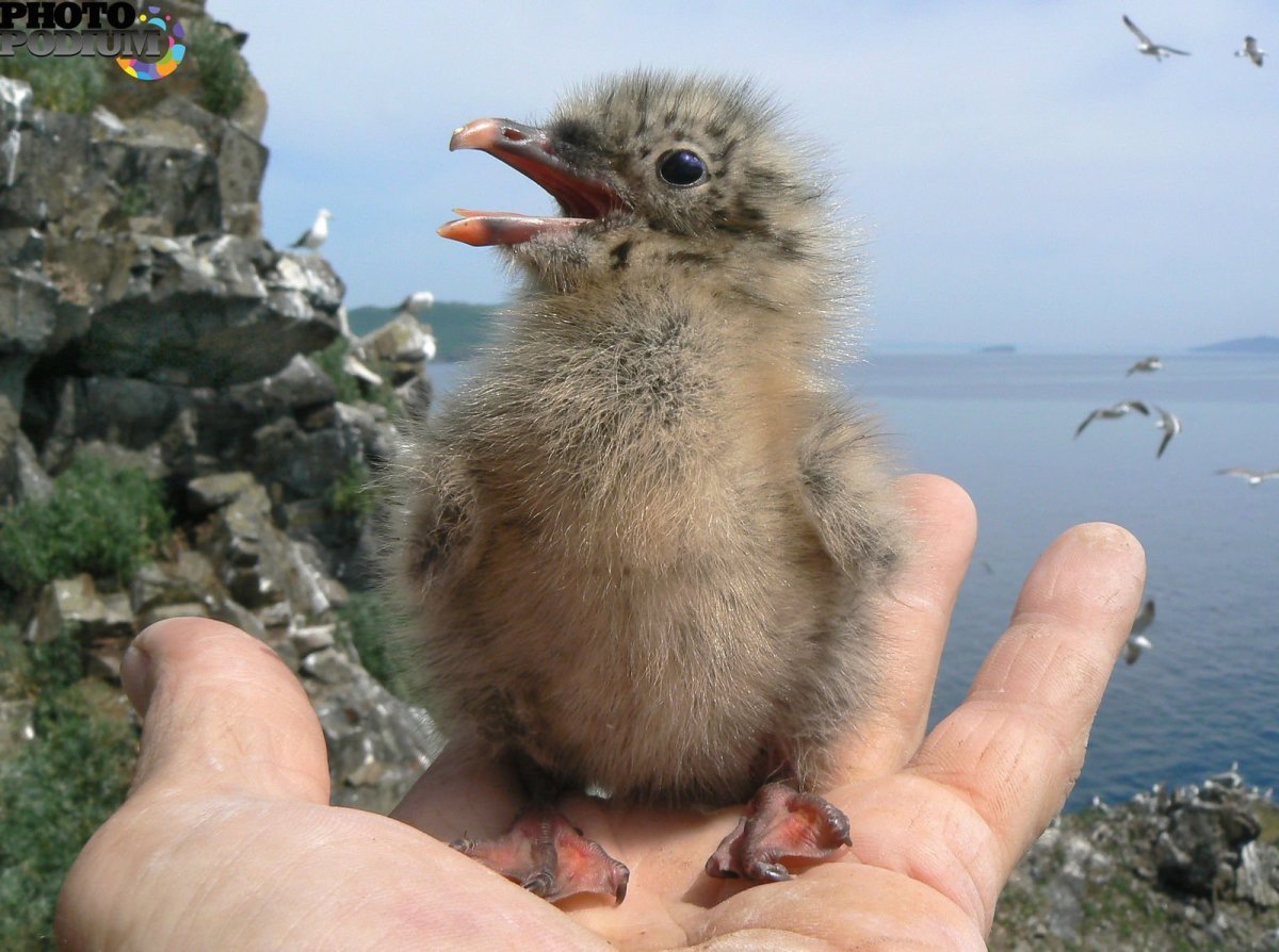 Сизая Чайка птенец