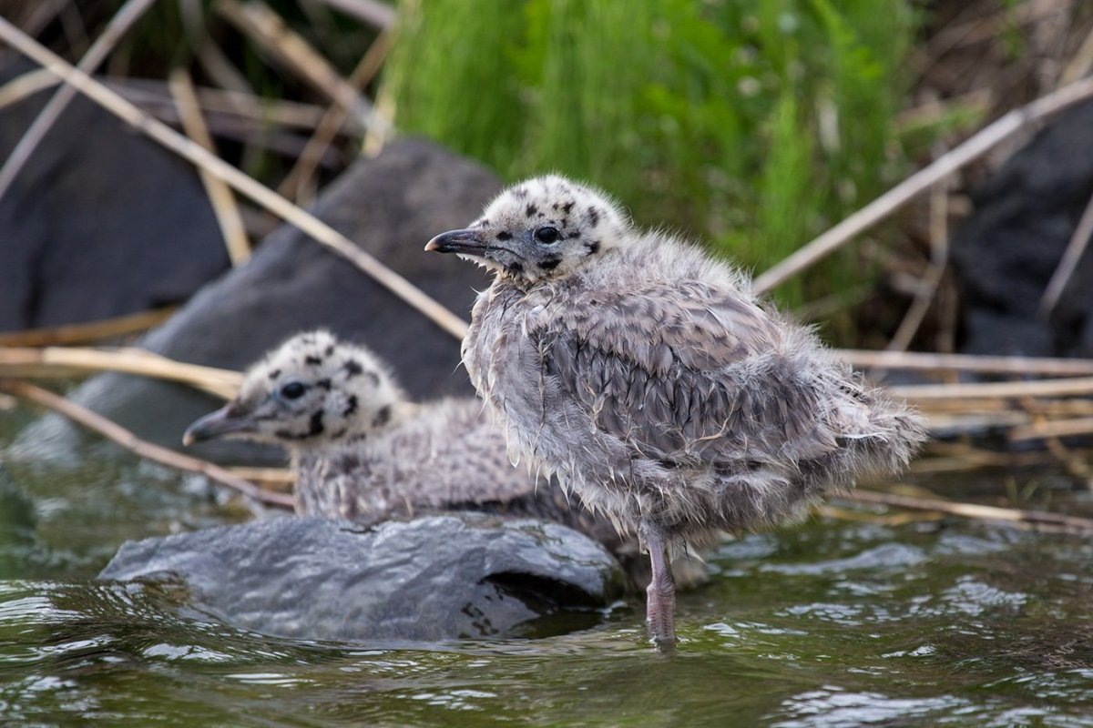 Чайка Баклан птенец