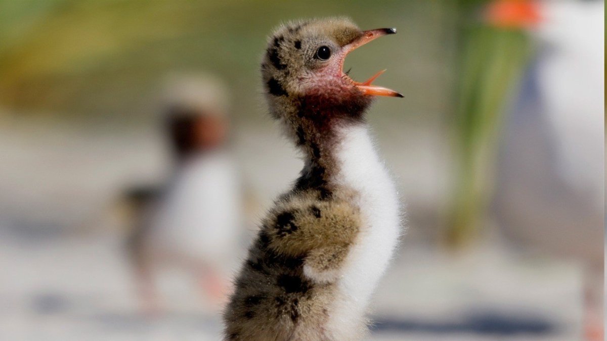 Орущие птенцы