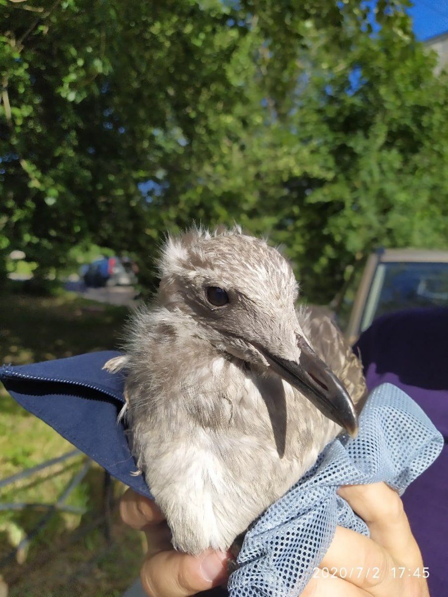 Чайка птенец подросший