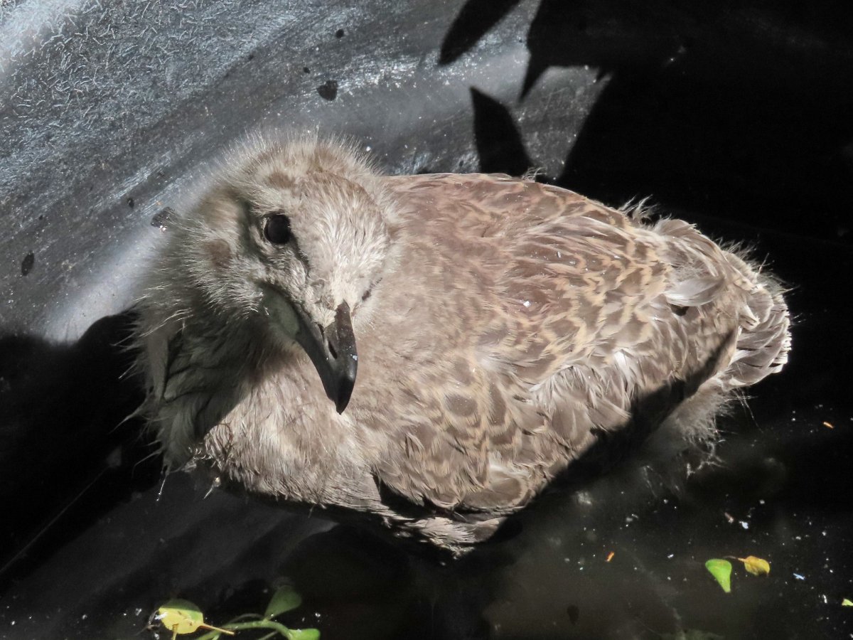 Серая Чайка птенец