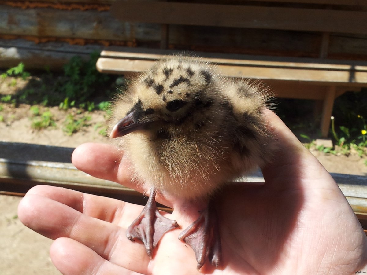 Взрослый птенец Чайки