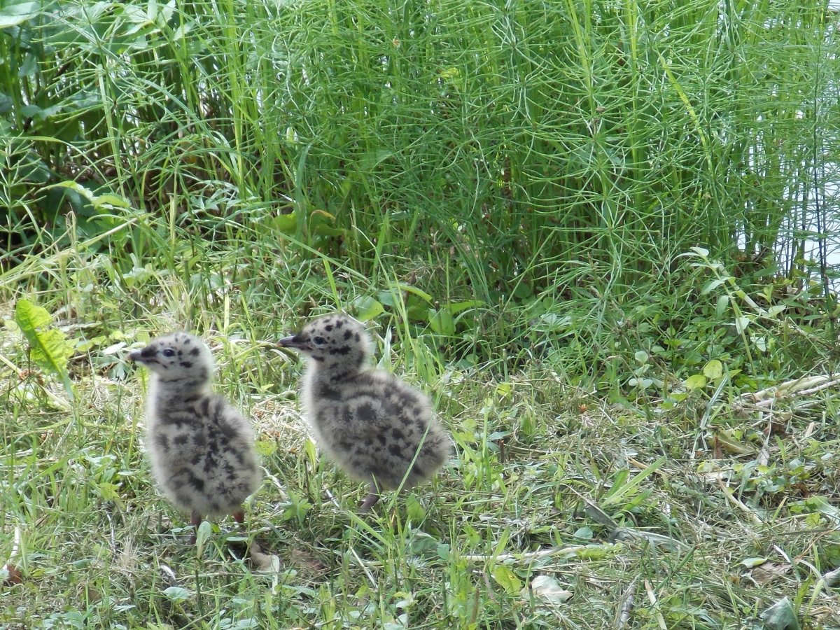 Птенцы черноголовой Чайки