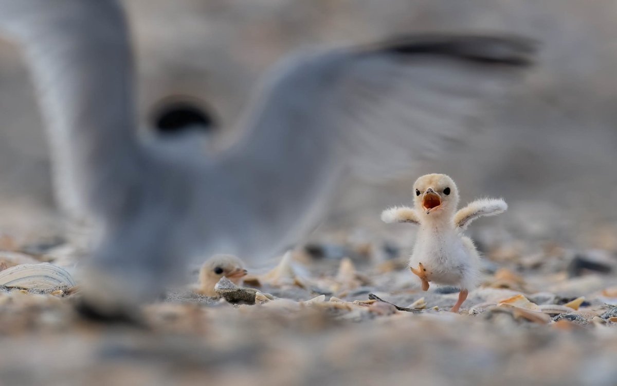 Птенец взлетает