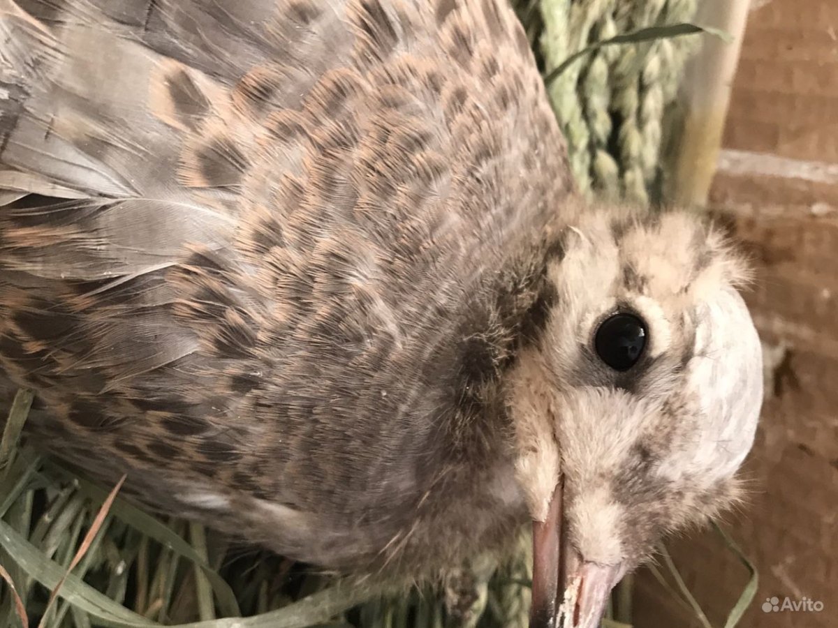 Чернохвостая Чайка птенец