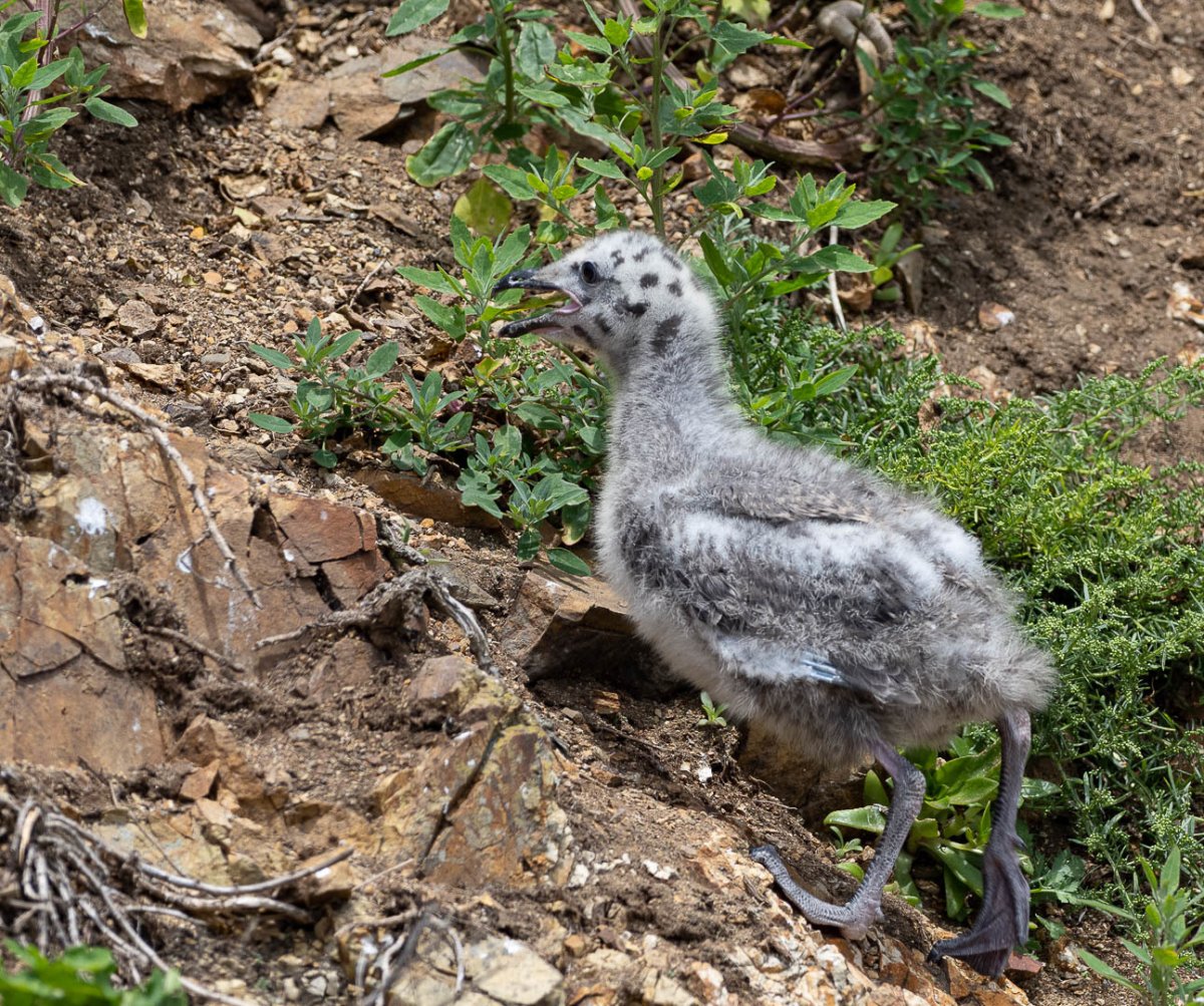 Птенец Чайки без волос