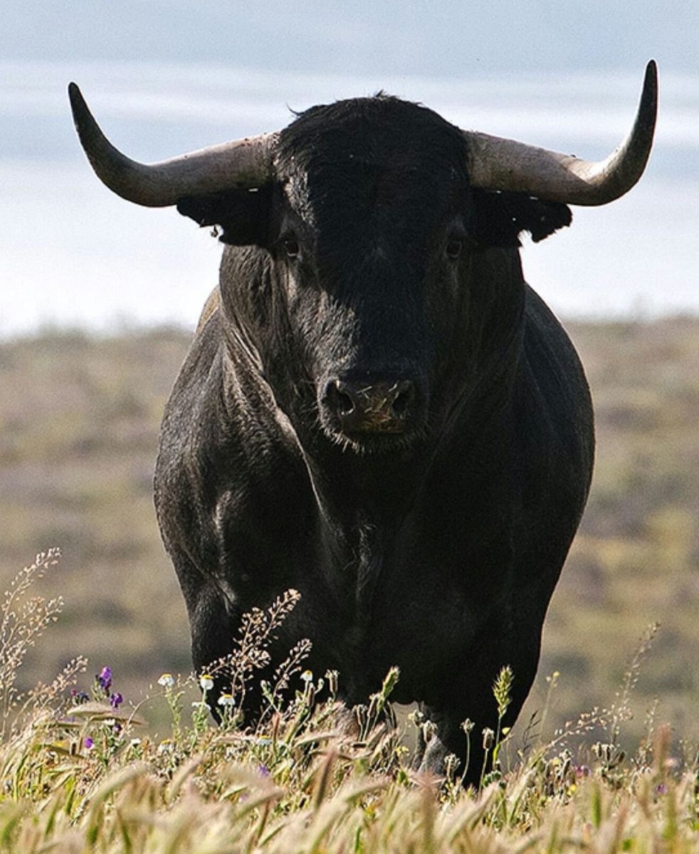 Бельгийский голубой бык