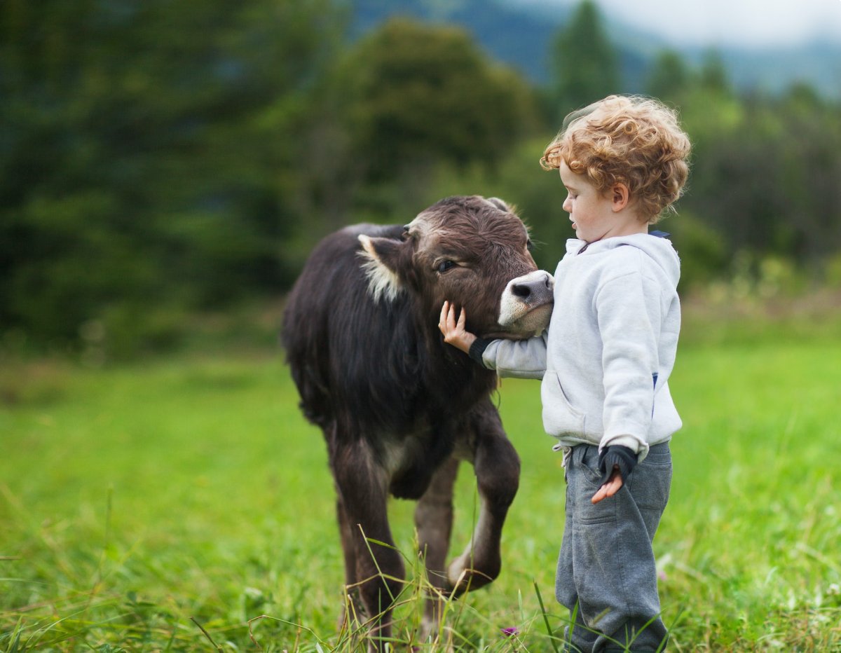 Мальчик с теленком