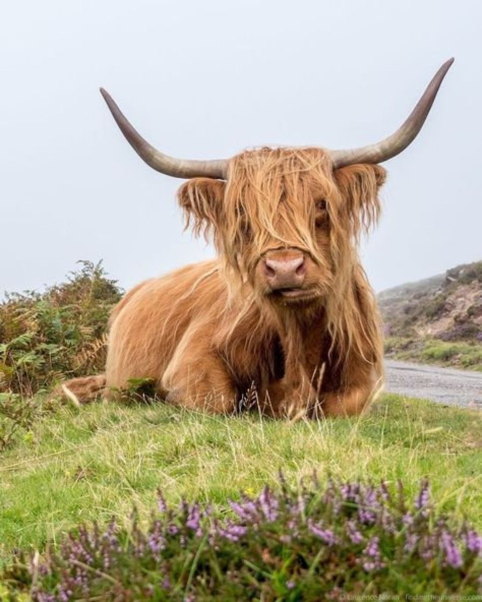 Highland Coo