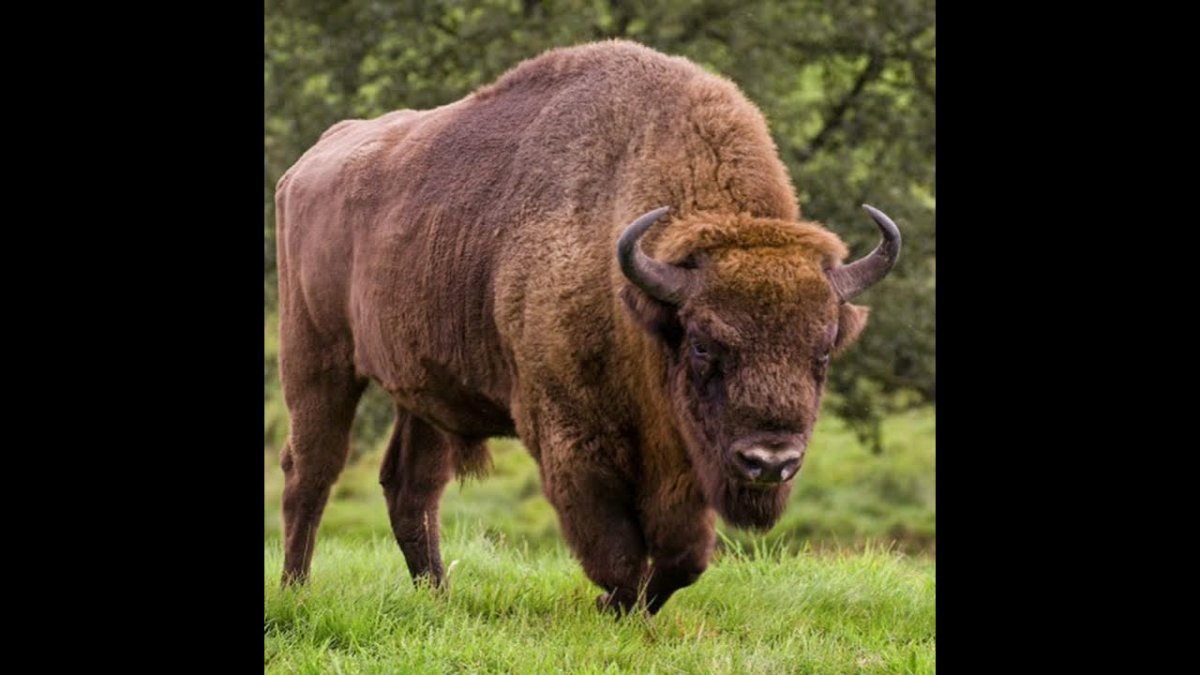 Беловежский ЗУБР