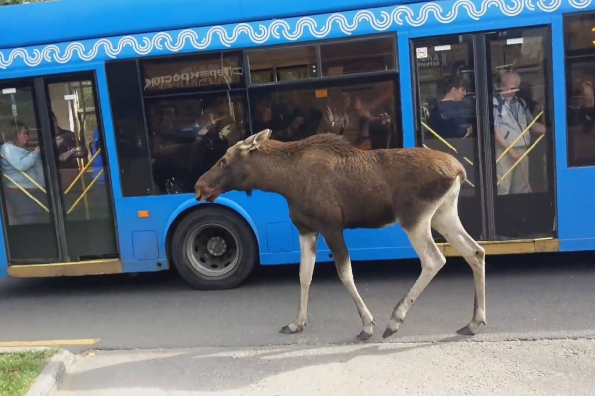 Лось в городе
